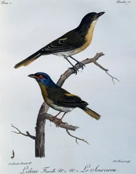 Dzierzba oliwna (Telophorus olivaceus), grawerowanie z Historii Naturalnej Ptaków Afrykańskich