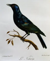 Bladoskrzydły szpak (Onychognathus nabouroup), grawer z Historii naturalnej ptaków afrykańskich