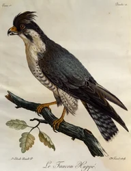 Sokół wędrowny (Falco peregrinus), rycina z Historii Naturalnej Ptaków Afryki