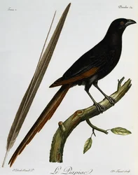 Piapiac (Ptilostomus afer), grawerowanie z Histoire Naturelle des Oiseaux d