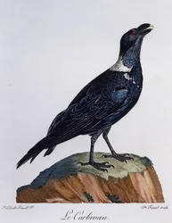 Kruk białoszyi (Corvus albicollis), rycina z Historii Naturalnej Ptaków Afrykańskich