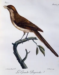 Dzierzba żółtodzioba (Corvinella corvina), grawerowanie z historii naturalnej ptaków afrykańskich