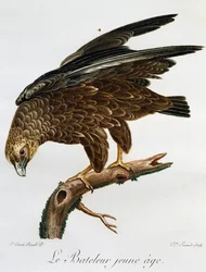 Młody Bateleur (Terathopius ecaudatus), grawerowanie z Histoire Naturelle des Oiseaux d