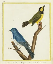 Monarch czarnowłosy Hypothymis azurea 1 i gajówka kapturowa Setophaga citrina 2