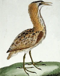 Bąk