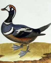 Canard collier.