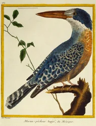 Giant Kingfisher (Megaceryle maxima), z Historii Naturalnej Ptaków