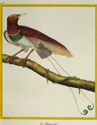 Rajski ptak królewski (Cicinnurus regius), z Historii Naturalnej Ptaków