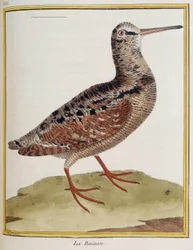"La becasse", tablica 885 zoologii zaczerpnięta z "Historii ptaków" Francois Nicolas Martinet