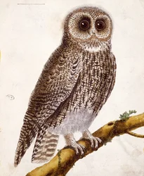 Sowa, z „Histoire Naturelle des Oiseaux” Georgesa de Buffona (1707-88) wydana w 1777 r.