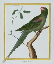 Perruche, de Gingi, c.1770-86 (ręcznie barwiony grawerunek)