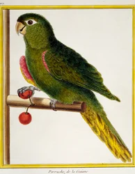 Ara czerwona (Diopsittaca nobilis), z Historii Naturalnej Ptaków