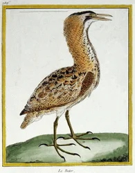 Nauki ścisłe. zoologia. Bąk. Grawer Francois Nicolas Martinet w: Natural History of Birds, Georges Louis Leclerc de Buffon, Francja, ok. 1777 (kolorowy grawer)