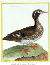 Nauki ścisłe. zoologia. Chińska cyraneczka. Grawer Francois Nicolas Martinet w: Natural History of Birds, Georges Louis Leclerc de Buffon, Francja, ok. 1777 (kolorowy grawer)