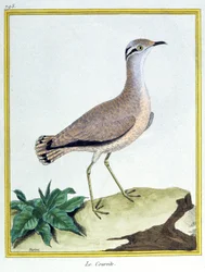 Nauki ścisłe. zoologia. Kurczak w kolorze kremowym. Grawerowanie Francois Nicolas Martinet w: Natural History of Birds, Georges Louis Leclerc de Buffon, Francja, ok. 1777 (kolorowe grawerowanie)