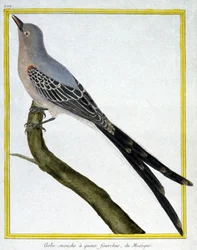 Nauki ścisłe. zoologia. Muchołówka z Meksyku. Grawer Francois Nicolas Martinet w: Natural History of Birds, Georges Louis Leclerc de Buffon, Francja, ok. 1777 (kolorowy grawer)