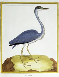 Nauki ścisłe. zoologia. Czapla. Grawer Francois Nicolas Martinet w: Natural History of Birds, Georges Louis Leclerc de Buffon, Francja, ok. 1777 (kolorowy grawer)