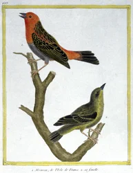 Nauki ścisłe. zoologia. Wróbel z Ile de France. Grawer Francois Nicolas Martinet w: Natural History of Birds, Georges Louis Leclerc de Buffon, Francja, ok. 1777 (kolorowy grawer)