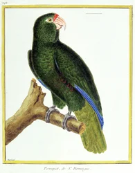 Nauki ścisłe. zoologia. Papuga Santo Domingo. Grawer Francois Nicolas Martinet w: Natural History of Birds, Georges Louis Leclerc de Buffon, Francja, ok. 1777 (kolorowy grawer)