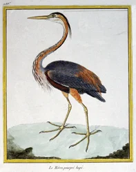 Nauki ścisłe. zoologia. Fioletowa czapla. Grawer Francois Nicolas Martinet w: Natural History of Birds, Georges Louis Leclerc de Buffon, Francja, ok. 1777 (kolorowy grawer)