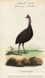 Kazuar południowy , Casuarius casuarius