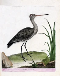 Tablica zoologiczna (ornitologia): sam szlamnik (rycyk lub Limosa limosa). Ilustracja w „Historii ptaków, malowanych w ich wyglądzie i charakterystycznych postaciach” François Nicolasa Martineta (1731-1800). Kolekcja prywatna.