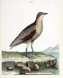Tablica zoologiczna (ornitologia): kolano lub przepiórczy król (crex crex). Ilustracja w „Historii ptaków, namalowanych w ich pozornych i wrażliwych aspektach” Francois Nicolas Martinet (1731-1800). Prywatna kolekcja.