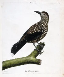 Deska zoologiczna (ornitologia): dziadek do orzechów (orzech muchowy lub nucifraga caryocatacts) na gałęzi. Ilustracja w „Historii ptaków malowanych w ich pozornych i wrażliwych aspektach” Francois Nicolas Martinet (1731-1800). Prywatna kolekcja.