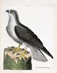 Deska zoologiczna (ornitologia): rybołów (rybołów lub pandion haliaetus). Ilustracja w „Historii ptaków malowanych w ich pozornych i wrażliwych aspektach” Francois Nicolas Martinet (1731-1800). Prywatna kolekcja.