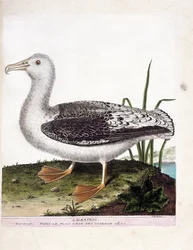 Wykres zoologiczny (ornitologia): Albatros (albatros wyjący lub diomedea exulans). Ilustracja w „Historii ptaków, namalowanych w ich pozornych i wrażliwych aspektach” Francois Nicolas Martinet (1731-1800). Prywatna kolekcja.