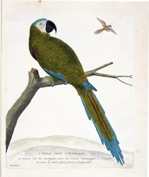 Wykres zoologiczny (ornitologia): Aras zielony amerykański (Ara vert lub ara severa) na gałęzi. Ilustracja w „Historii ptaków malowanych w ich pozornych i wrażliwych aspektach” Francois Nicolas Martinet (1731-1800). Prywatna kolekcja.