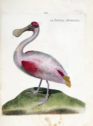Wykres zoologiczny (ornitologia): łopatka amerykańska (różowa łopatka lub platalea ajaja). Ilustracja w „Historii ptaków malowanych w ich pozornych i wrażliwych aspektach” Francois Nicolas Martinet (1731-1800). Prywatna kolekcja.