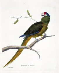 Wykres zoologiczny (ornitologia): aleksandretta brazylijska (konure czerwonoczołowa lub aratinga canicularis) na gałęzi. Ilustracja w „Historii ptaków, namalowanych w ich pozornych i wrażliwych aspektach” Francois Nicolas Martinet (1731-1800). Kolumna pryw