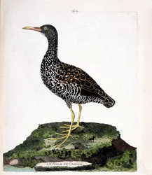 Wykres zoologiczny (ornitologia): Rale Caienne