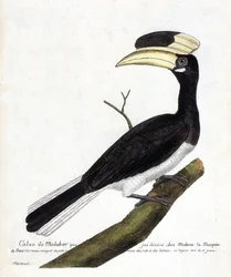 Wykres zoologiczny (ornitologia): Calao de Malabar (Anthracoceros coronatus) na gałęzi. Ilustracja w „Historii ptaków malowanych w ich pozornych i wrażliwych aspektach” Francois Nicolas Martinet (1731-1800). Prywatna kolekcja.