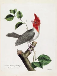 Wykres zoologiczny (ornitologia): dominikański kardynał Hupe (parare huppe lub paroaria coronata) na gałęzi. Ilustracja w „Historii ptaków malowanych w ich pozornych i wrażliwych aspektach” Francois Nicolas Martinet (1731-1800). Prywatna kolekcja