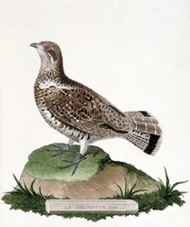 Wykres zoologiczny (ornitologia): Żeński gelinotte (żelinotta drzewna lub bonasia bonasia). Ilustracja w „Historii ptaków malowanych w ich pozornych i wrażliwych aspektach” Francois Nicolas Martinet (1731-1800). Prywatna kolekcja.