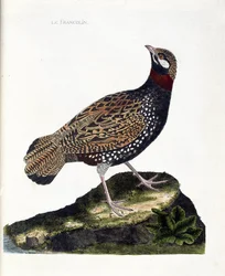 Tablica zoologiczna (ornitologia): frankolin (frankolin czarny lub Francolinus francolinus). Ilustracja w „Historii ptaków, malowanych w ich widzialnych i zmysłowych aspektach” François Nicolasa Martineta (1731-1800). Kolekcja prywatna.
