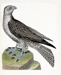 Wykres zoologiczny (ornitologia): islandzki gerfault (sokół gerfaut lub falco rusticolus). Ilustracja w „Historii ptaków, namalowanych w ich pozornych i wrażliwych aspektach” Francois Nicolas Martinet (1731-1800). Prywatna kolekcja.