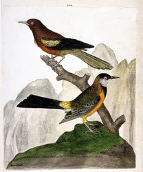 Tablica zoologiczna (ornitologia): kacyk baltimorski (Baltimore oriole lub Icterus bonana) i kacyk gujański (Martinique oriole lub Icterus bonana) na gałęzi. Ilustracja w 