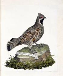 Wykres zoologiczny (ornitologia): samiec La gelinotte de France (gelinotte des bois lub bonasia bonasia). Ilustracja w „Historii ptaków, namalowanych w ich pozornych i wrażliwych aspektach” Francois Nicolas Martinet (1731-1800). Prywatna kolekcja.