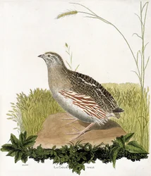 Wykres zoologiczny (ornitologia): Samiec przepiórki (przepiórka ble lub coturnix coturnix). Ilustracja w „Historii ptaków, namalowanych w ich pozornych i wrażliwych aspektach” Francois Nicolas Martinet (1731-1800). Prywatna kolekcja.