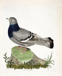 Wykres zoologiczny (ornitologia): Biset gołębi (Columbia livia). Ilustracja w „Historii ptaków malowanych w ich pozornych i wrażliwych aspektach” Francois Nicolas Martinet (1731-1800). Prywatna kolekcja.