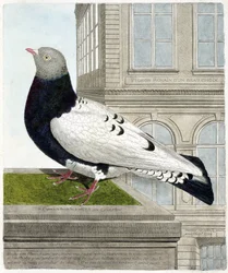 Wykres zoologiczny (ornitologia): Gołąb rzymski (columba livia). Ilustracja w „Historii ptaków, namalowanych w ich pozornych i wrażliwych aspektach” Francois Nicolas Martinet (1731-1800). Prywatna kolekcja.