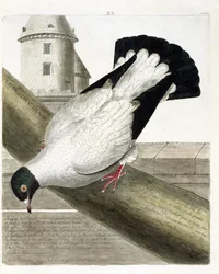 Wykres zoologiczny (ornitologia): Gołąb pancerny (columba livia). Ilustracja w „Historii ptaków, namalowanych w ich pozornych i wrażliwych aspektach” Francois Nicolas Martinet (1731-1800). Prywatna kolekcja.