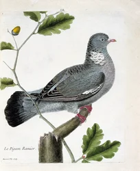 Wykres zoologiczny (ornitologia): gołąb rozgałęziony (columba palumbus) na gałęzi. Ilustracja w „Historii ptaków malowanych w ich pozornych i wrażliwych aspektach” Francois Nicolas Martinet (1731-1800). Prywatna kolekcja.