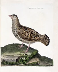 Tablica zoologiczna (ornitologia): samica frankolina (frankolin czarny lub Francolinus francolinus). Ilustracja w „Historii ptaków, malowanych w ich widocznych i wrażliwych aspektach” François Nicolas Martineta (1731-1800). Kolekcja prywatna.