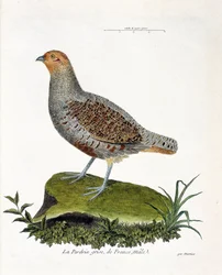 Wykres zoologiczny (ornitologia): Kuropatwa szara Francji, samiec (kuropatwa szara lub kuropatwa). Ilustracja w „Historii ptaków, namalowanych w ich pozornych i wrażliwych aspektach” Francois Nicolas Martinet (1731-1800). Prywatna kolekcja.