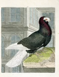 Wykres zoologiczny (ornitologia): gołąb nonan lub kapucyn (gołąb karłowaty lub columba livia). Ilustracja w „Historii ptaków, namalowanych w ich pozornych i wrażliwych aspektach” Francois Nicolas Martinet (1731-1800). Prywatna kolekcja.