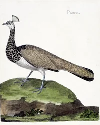Tablica zoologiczna (ornitologia): paw (paw indyjski lub Pavo cristatus). Ilustracja w 